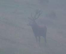 Red-in-mist