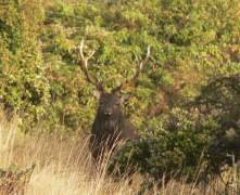 sika-stag-8-pt-153