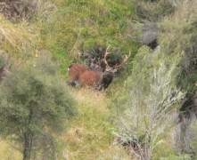 live-sika-1-cropped-also