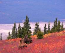cow-moose-Yanert