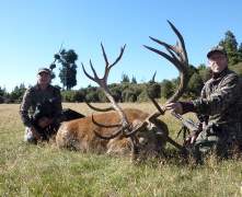 Franks-stag