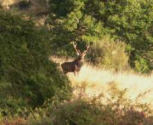 sika-stag-8pt-153-2