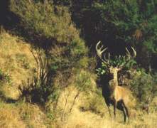Live-red-stag