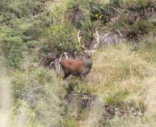 sika-stag-poronui-8pts