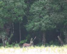Sika-3