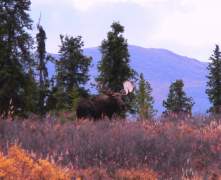 moose