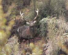 9-pt-sika