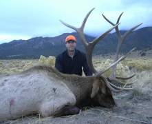 353-bull