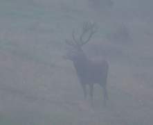 Red-in-mist