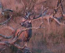 live-red-stag-370
