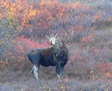 Moose-Luis-ck