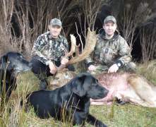 Arons-fallow