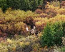 live-moose-dean-ck