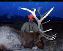 bull-elk