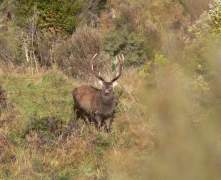 sika-stag-10pt-2