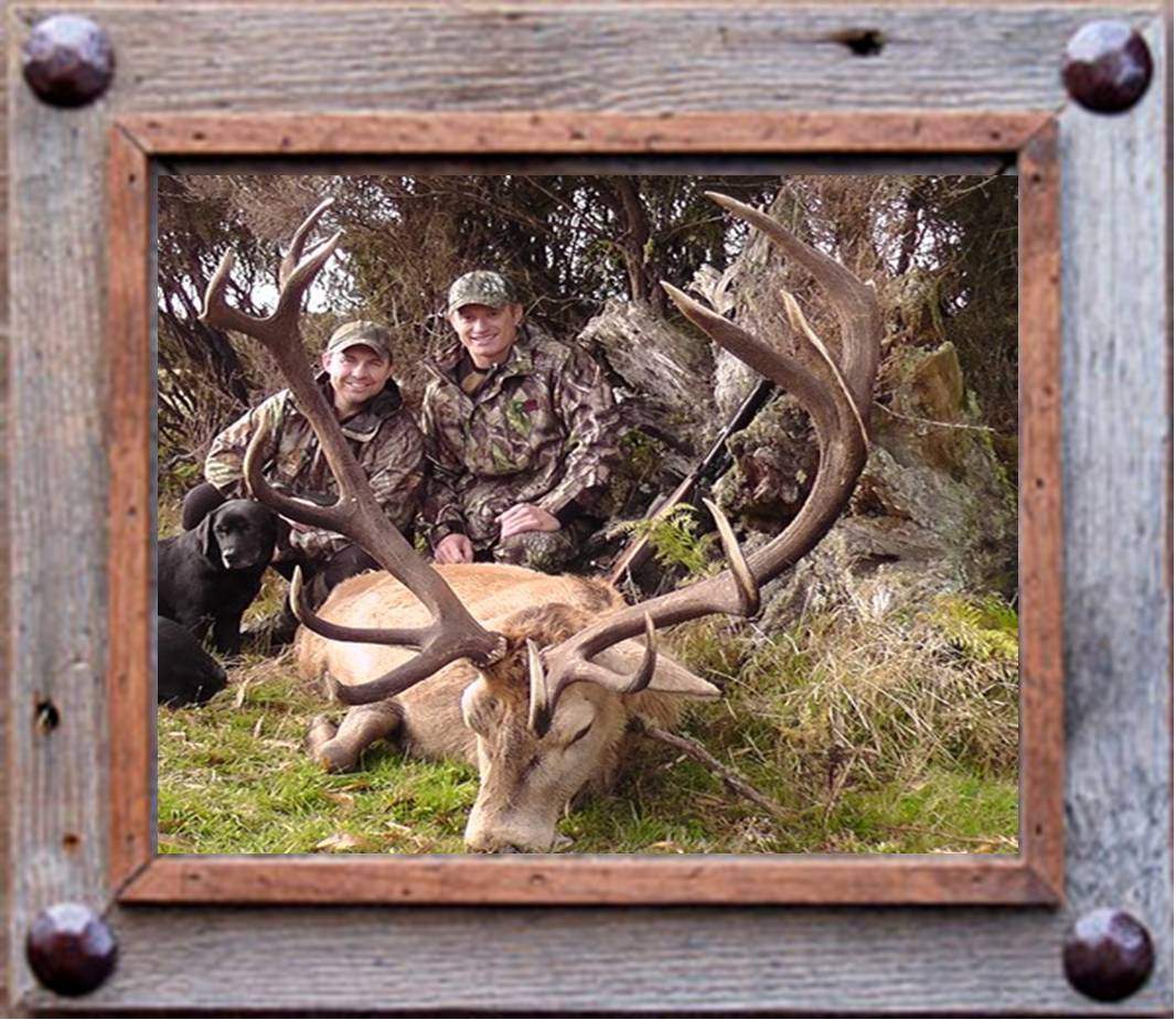 Home Guided Sika Deer Hunting And Dvd S New Zealand An Error Occurred